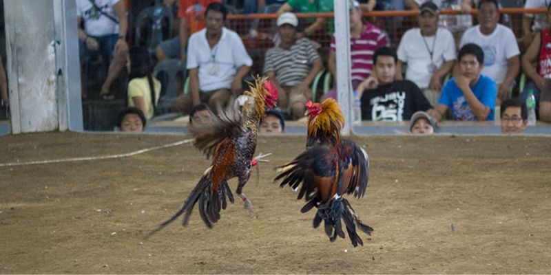 Nhà Cái Uy Tín_Đá Gà Trực Tiếp Hôm Nay Là Gì Và Cách Chơi Hay
